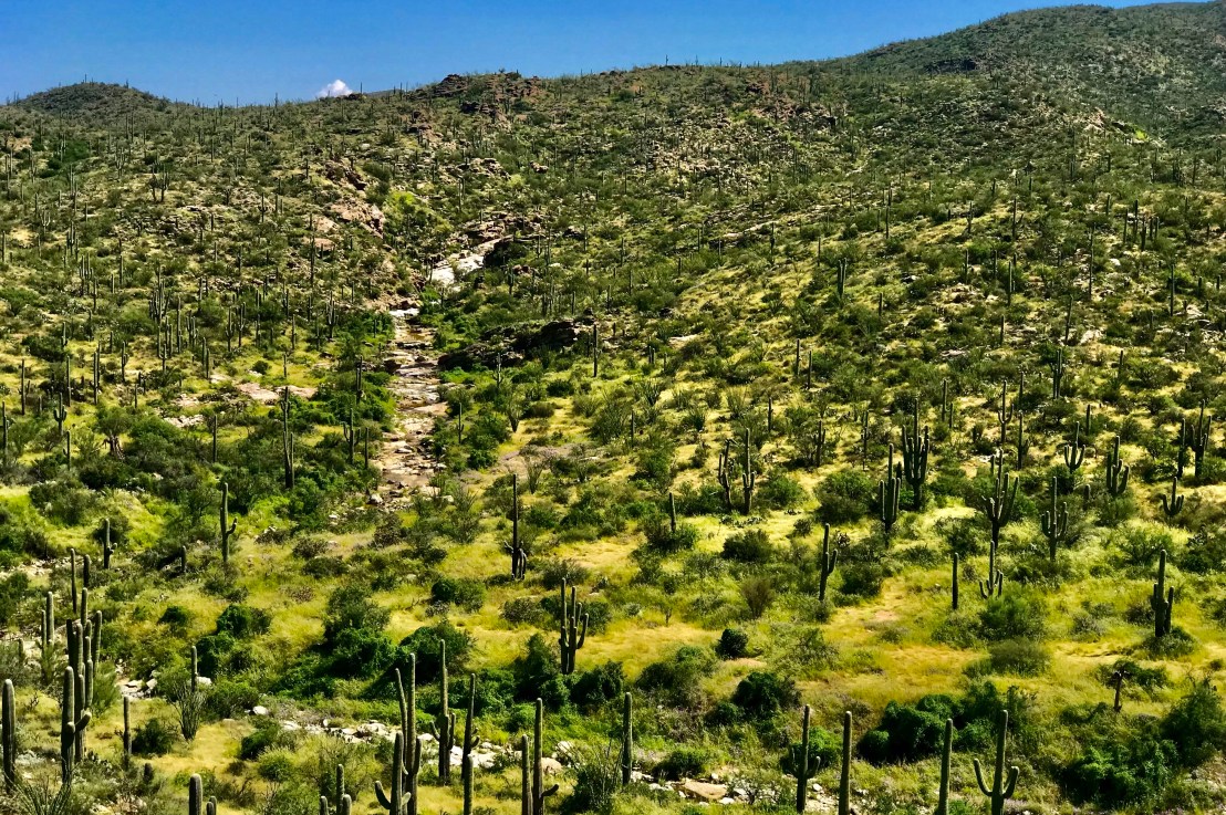 Saguaro National Park