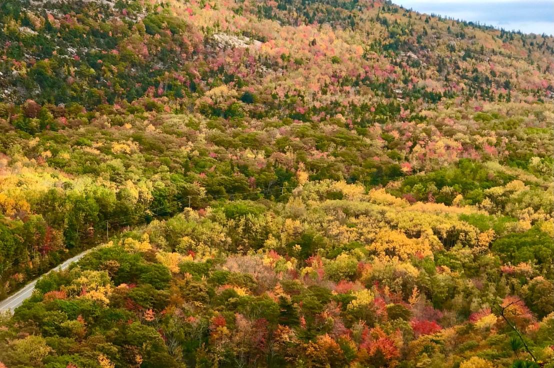 Ocean Path & Dorr Ladder&nbsp;Trail