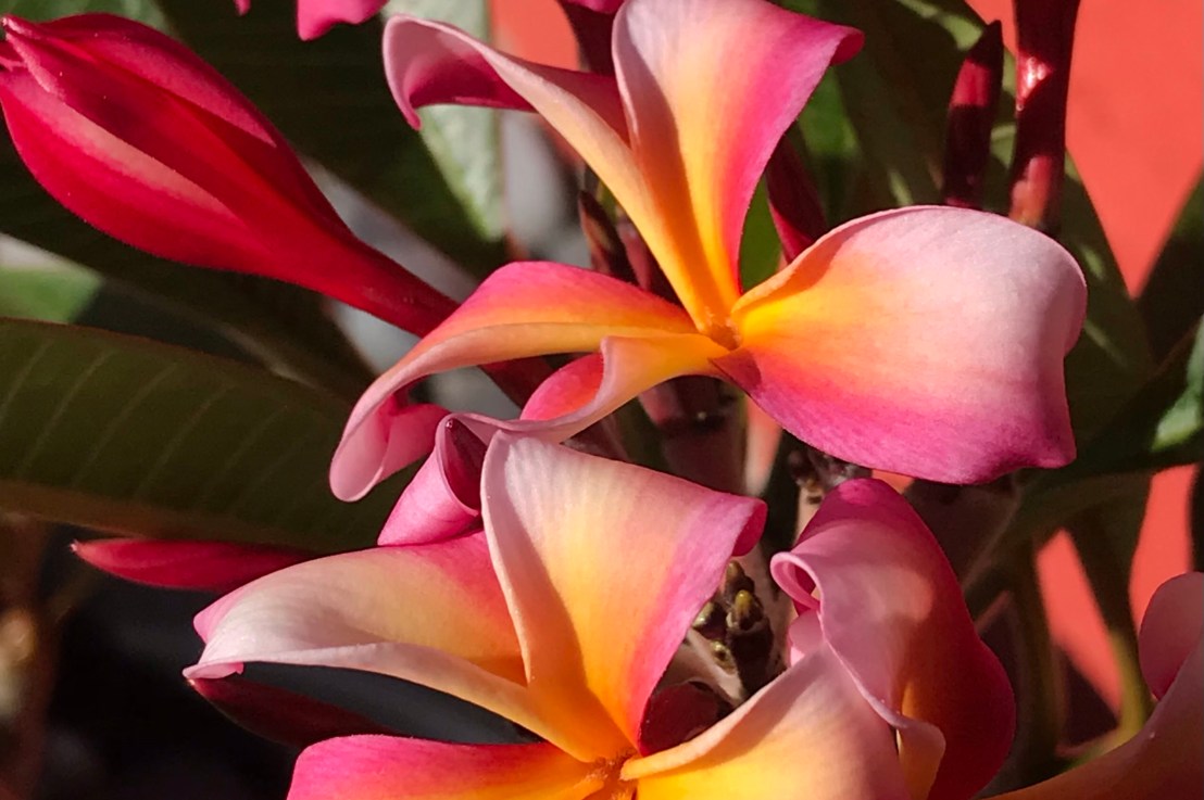 A Fur Ball&nbsp;Summer