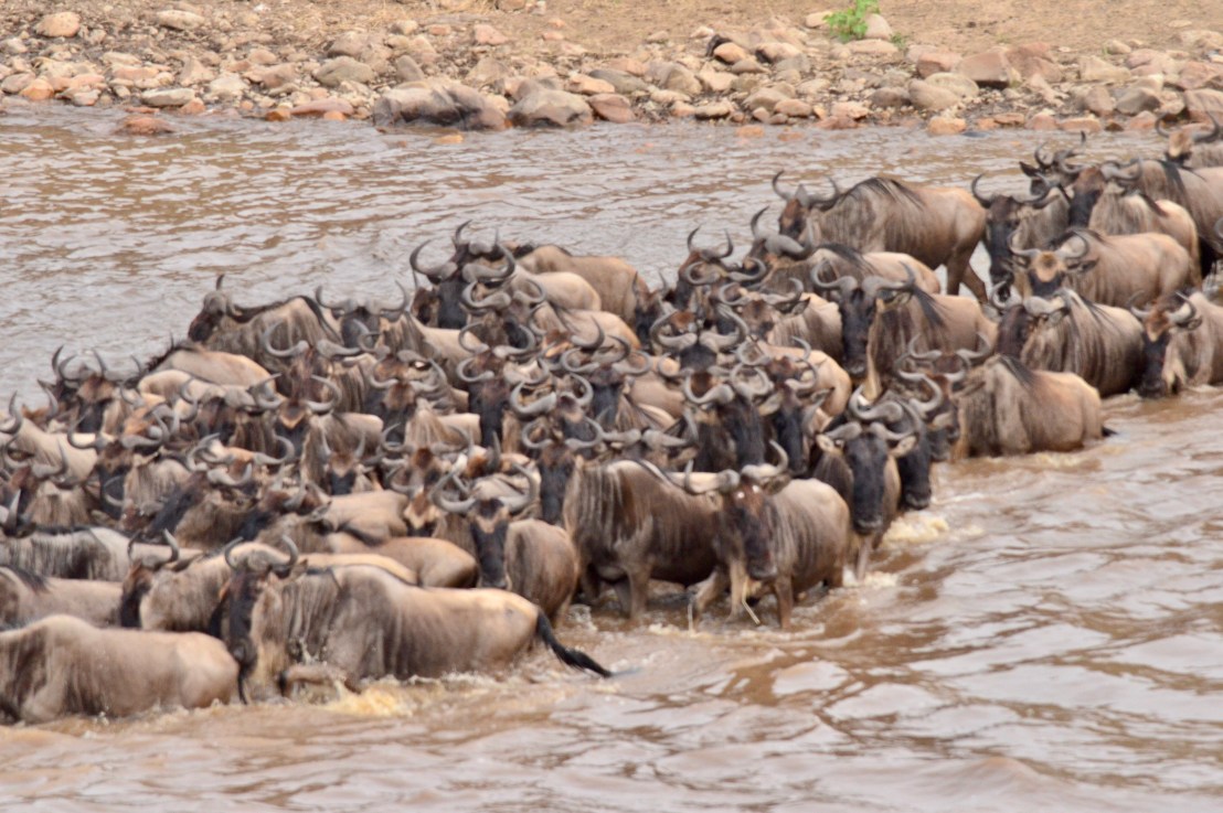 The Great Migration