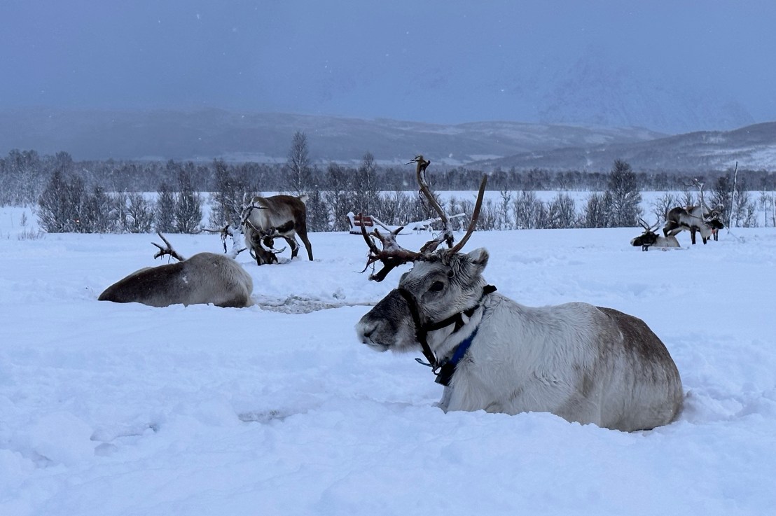 Tromsø – Reindeer & No&nbsp;Lights