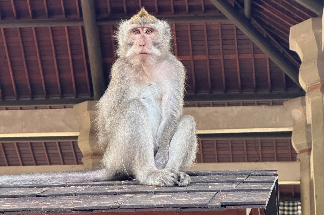 Ubud & Monkey&nbsp;Sanctuary