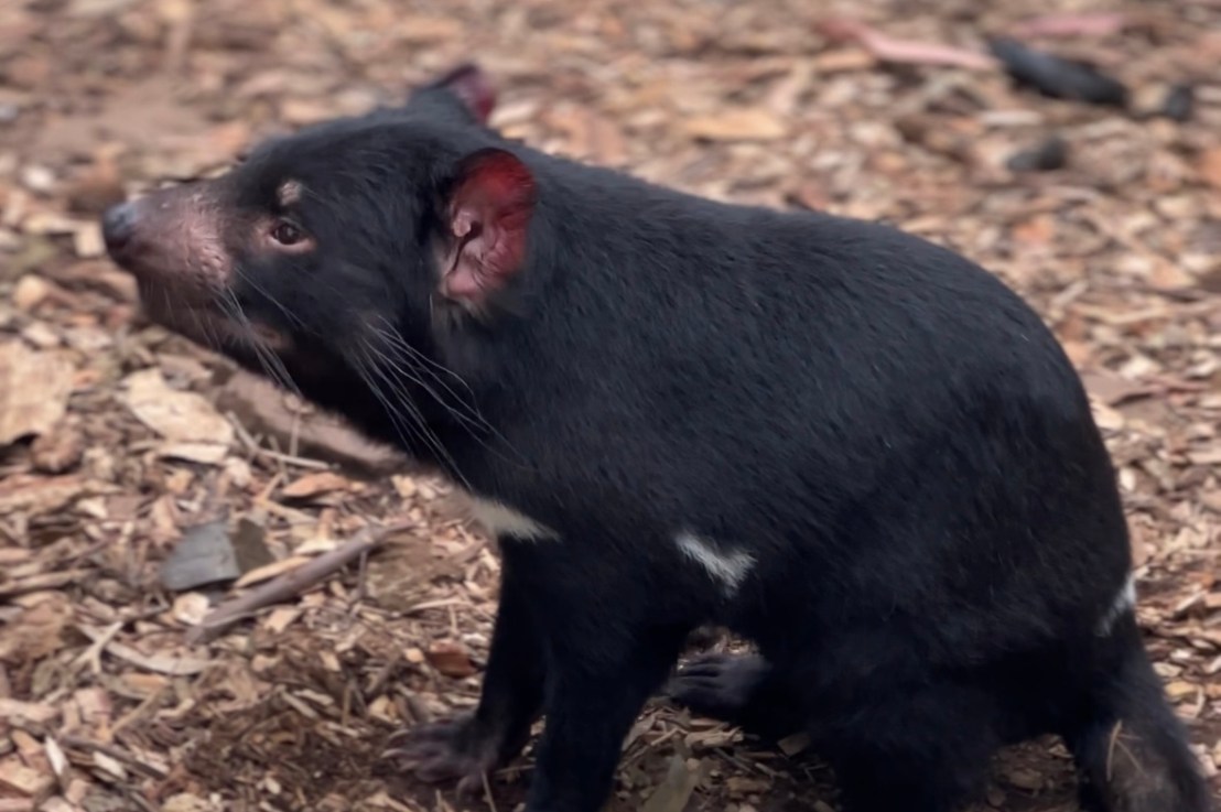 Bonorong Wildlife Sanctuary